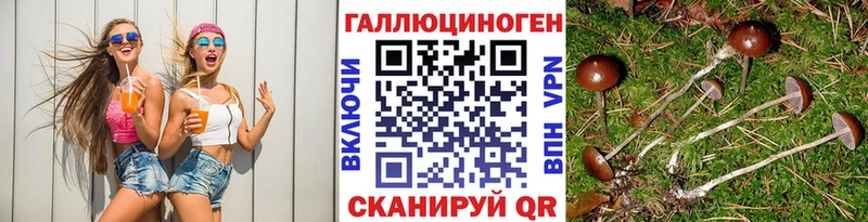 как найти   Приморск  Галлюциногенные грибы мицелий 
